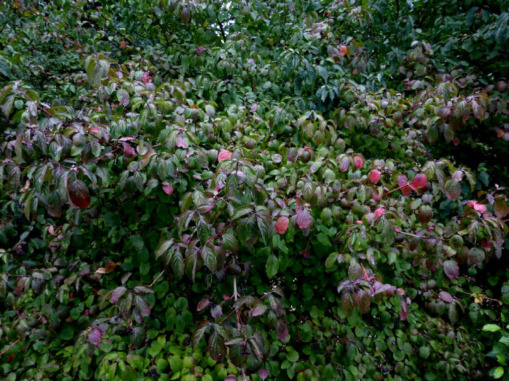 Cornus sanguinea